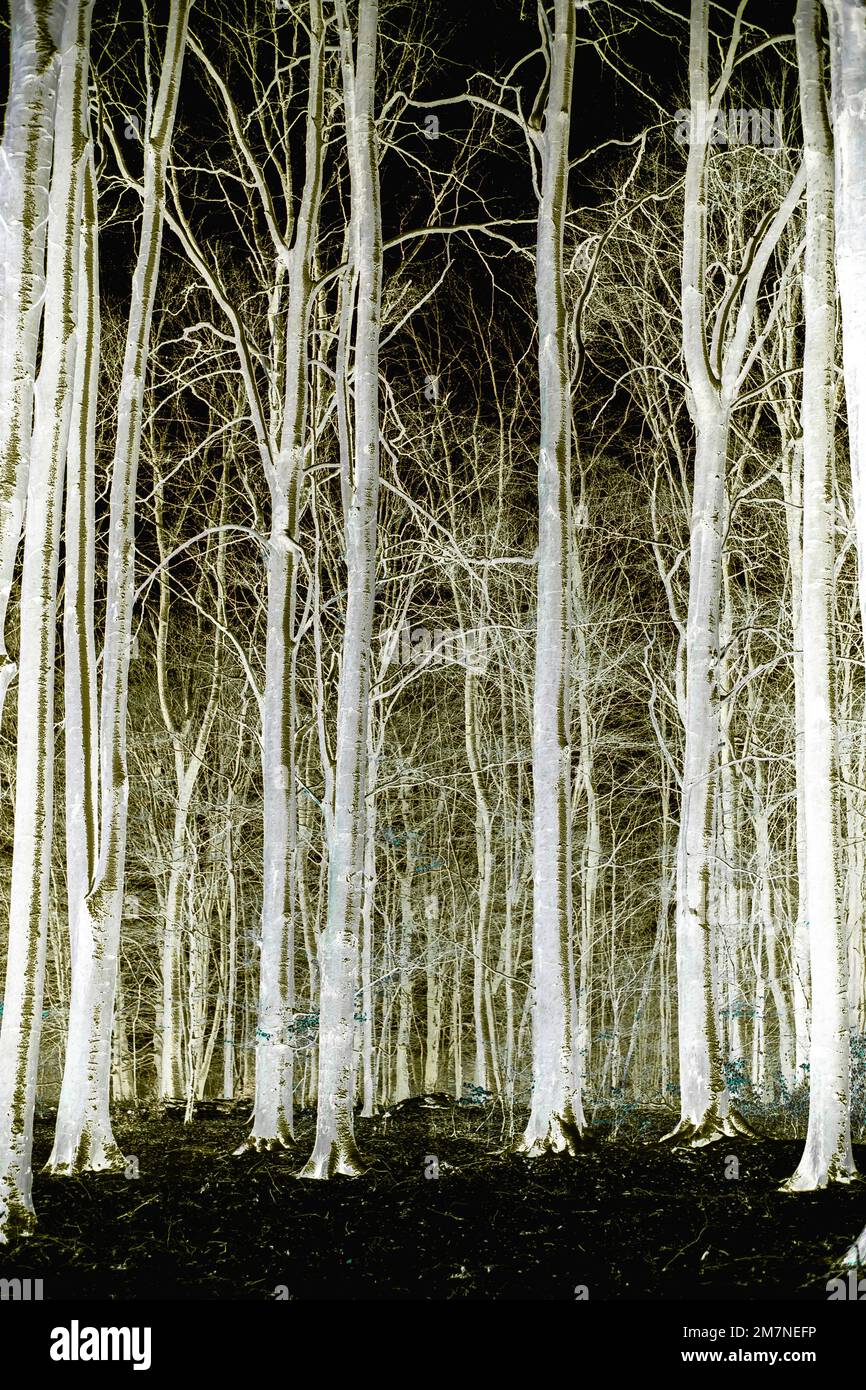 Geisterbäume ohne Laub mit negativer Wirkung Stockfoto