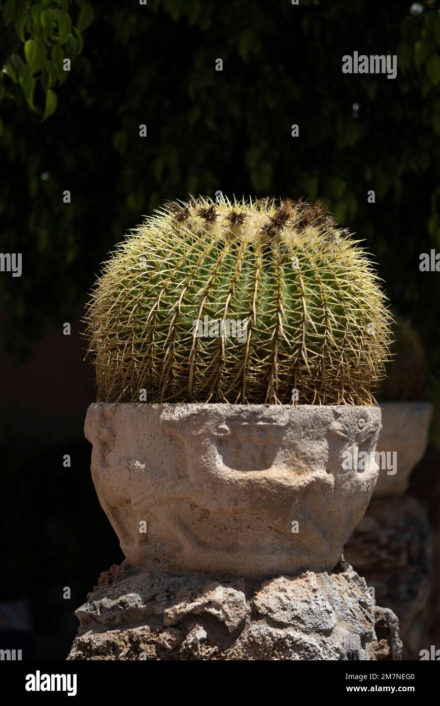 Kugelförmiger Kaktus in einer Pflanzmaschine an einer Steinmauer in Sineu, Insel Mallorca Stockfoto