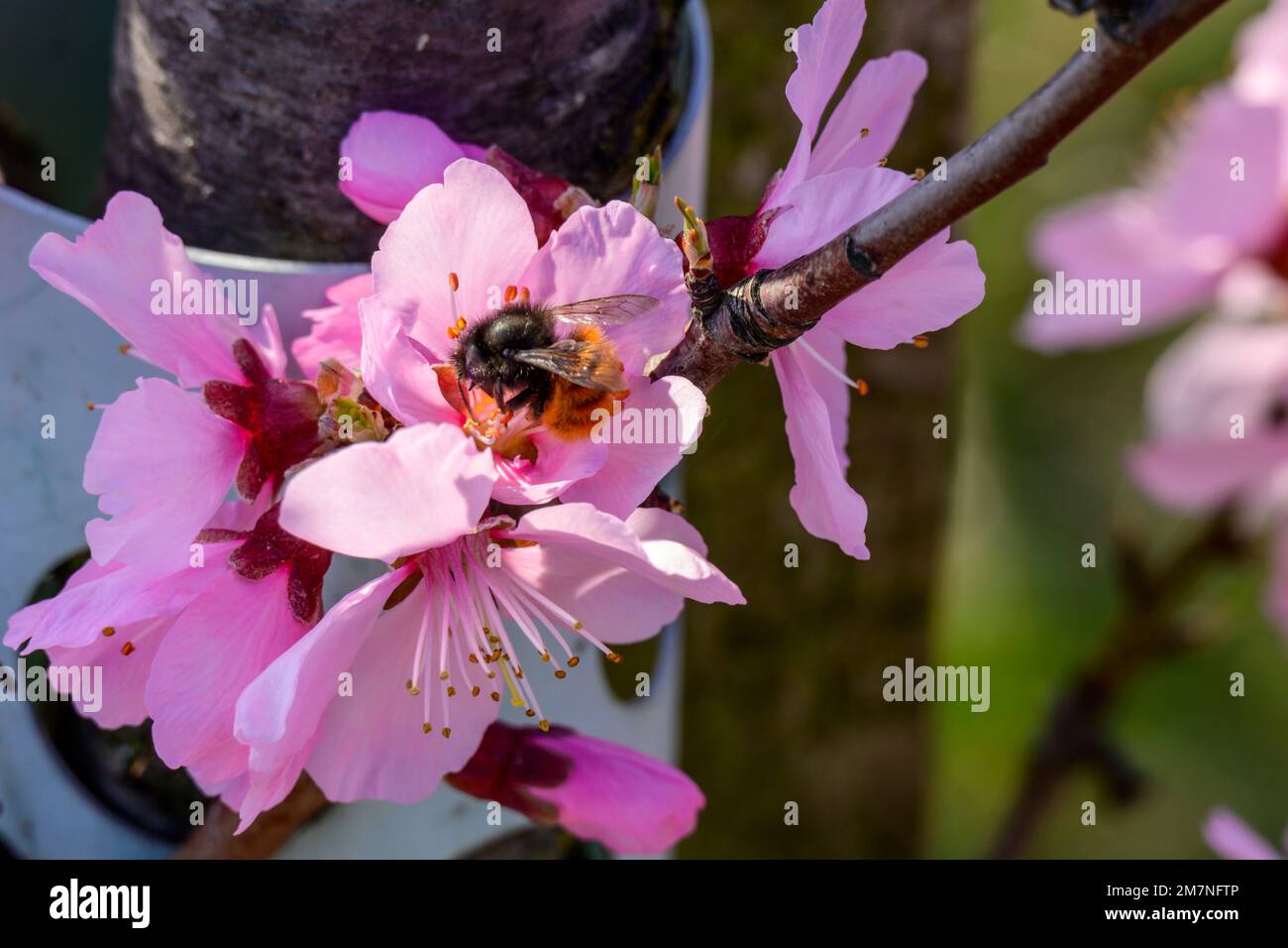 Deutschland, Rheinland-Pfalz, Südpfalz, Mandelblüten. Stockfoto