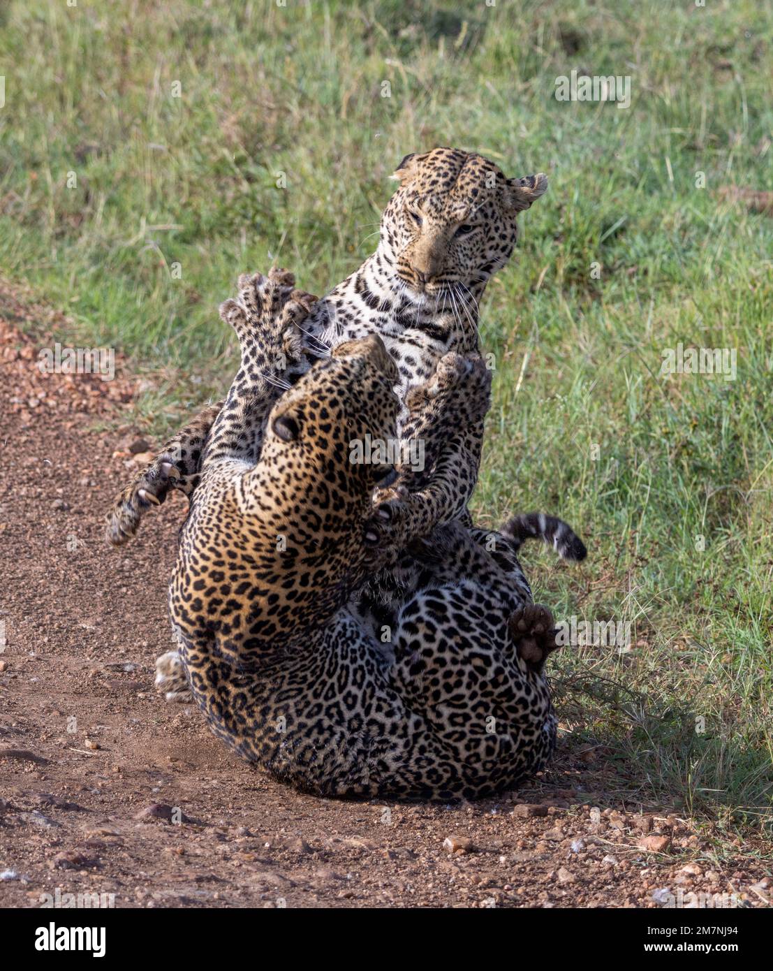 Zwei männliche Leoparden kämpfen um Territorium, Masai Mara Nationalpark, Kenia Stockfoto