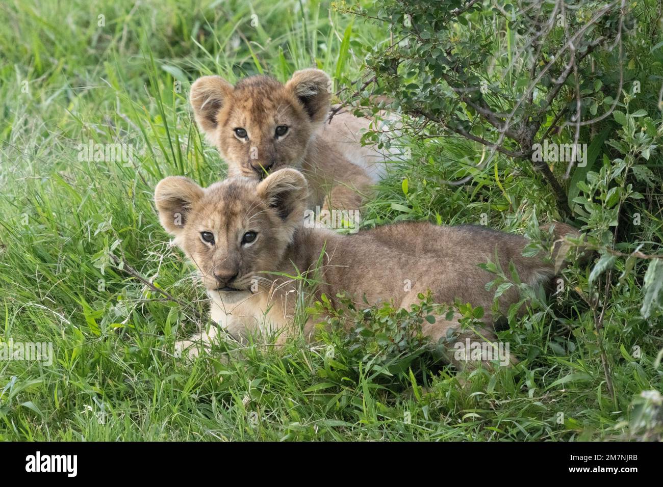 Zwei Löwenjungen (Panthera leo) in hohem Gras im Masai Mara-Nationalpark, Kenia Stockfoto