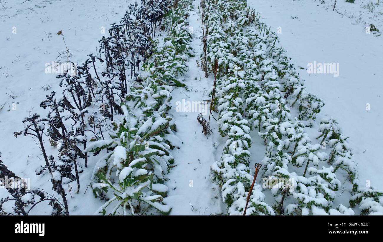 Bauernhof Winterblätter Rundkohl Grünkohl Erntepflanze Blätter biologisch-biologisch geerntetes Gemüse Brassica oleracea sabellica Kultivare gezüchtet grieß Stockfoto