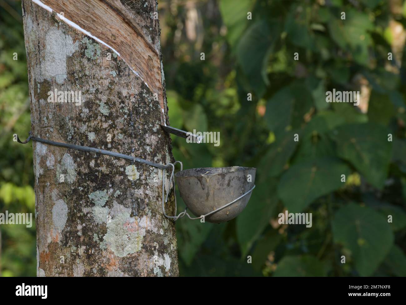 Gummielastisches Latex aus Gummibaum Kerala Indien extrahiert Stockfoto