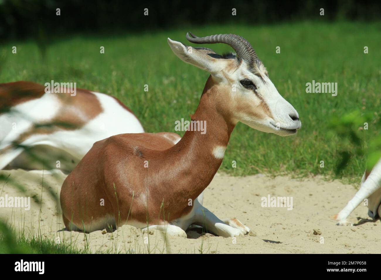Mhorr-Gazelle (Nanger dama mhorr); weibliche Erwachsene Stockfoto