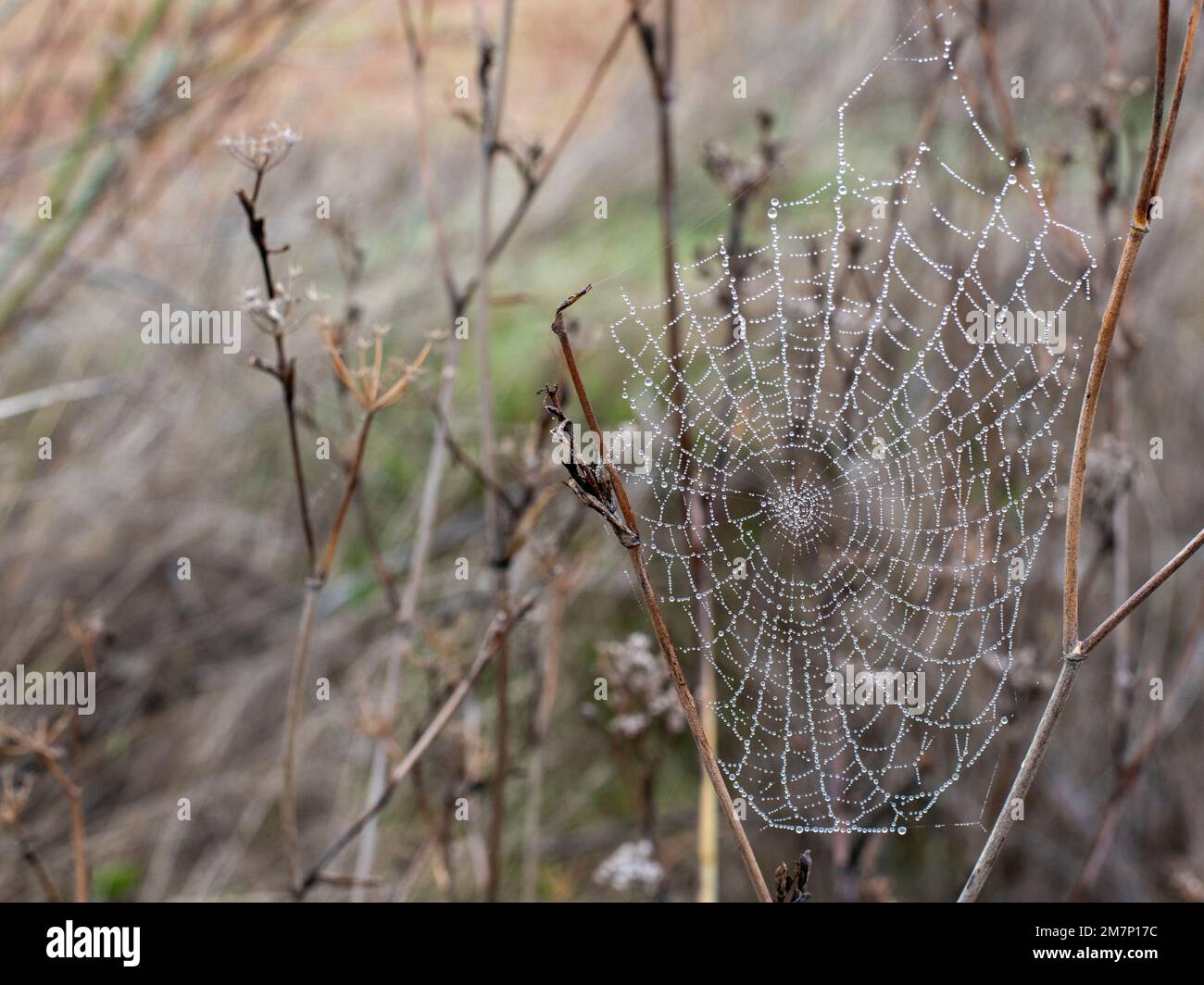 Gotas de agua de Rocío atrapadas en una tela de araña en una mañana fría de invierno Stockfoto