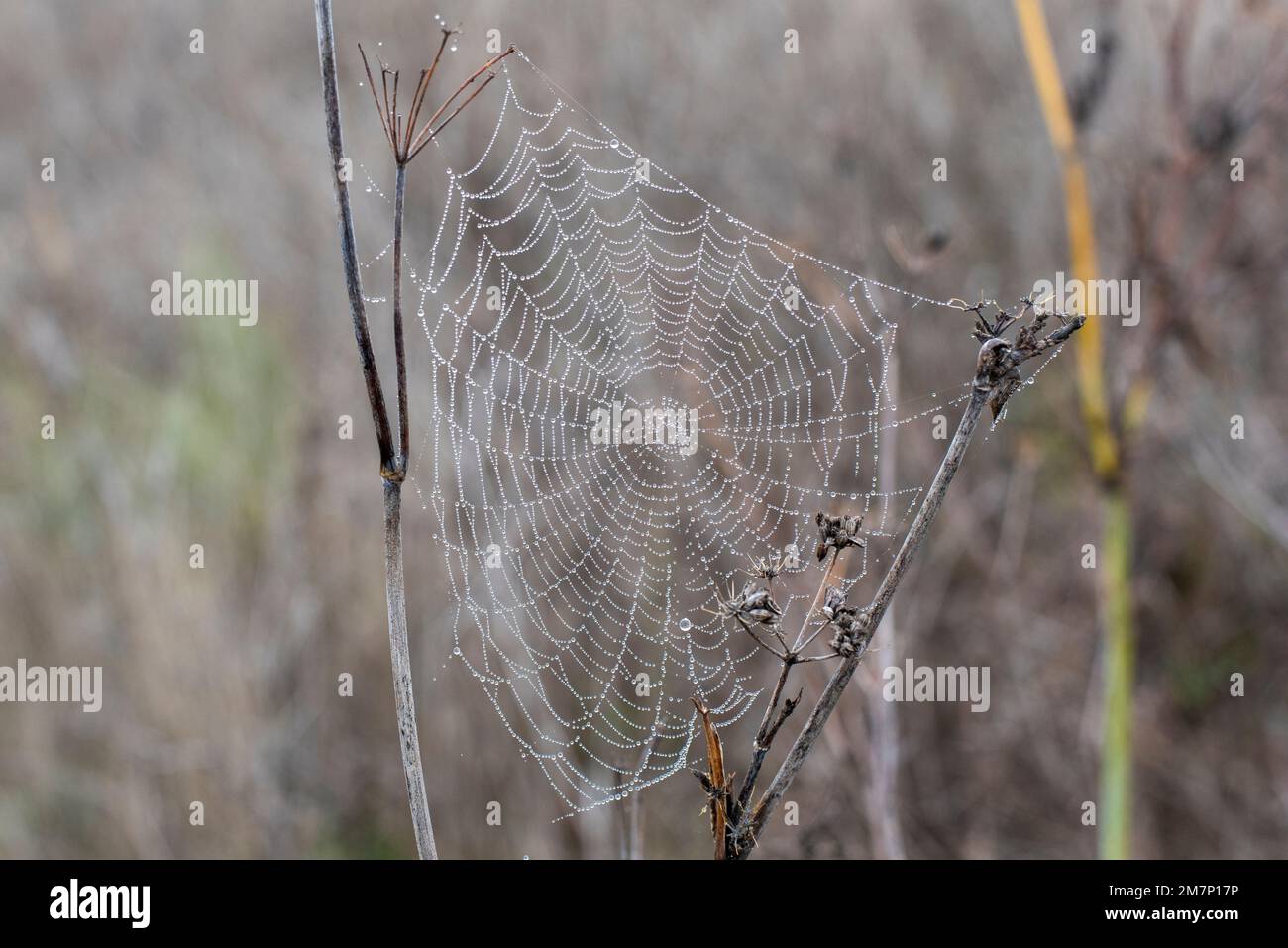 Gotas de agua de Rocío atrapadas en una tela de araña en una mañana fría de invierno Stockfoto