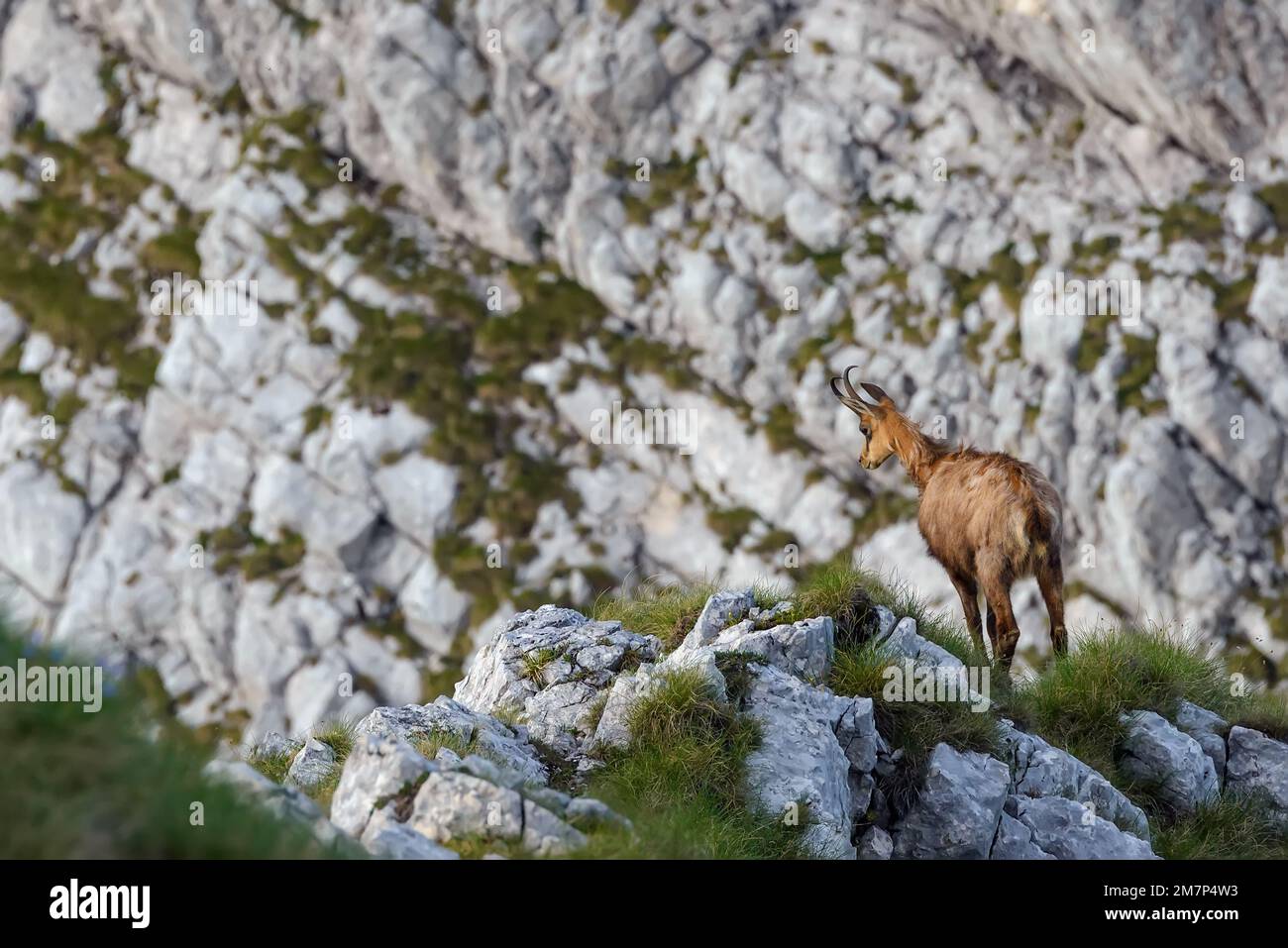 Chamois oder Rupicapra rupicapra posieren am Rand der Bergklippe mit