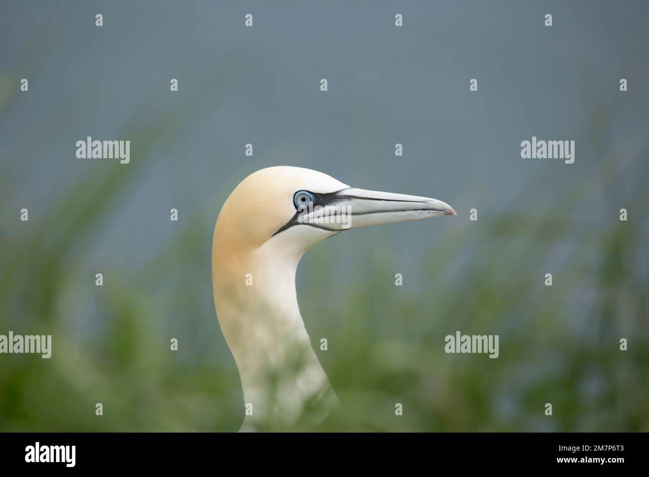 Nördlicher Gannet Morus bassanus im Frühjahr. Wunderschönes Vogelporträt, Yorkshire, Großbritannien. Stockfoto