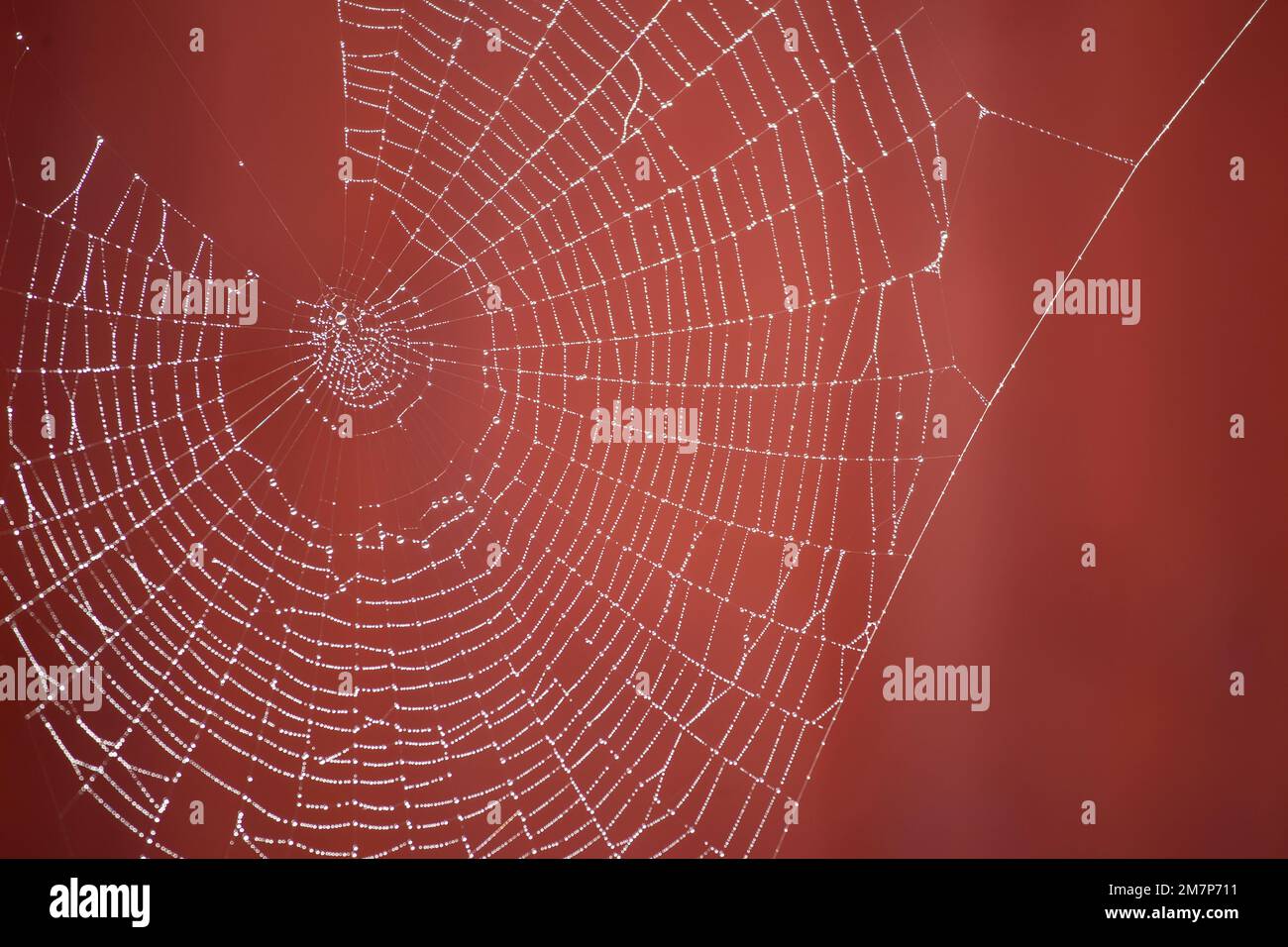 Taubedeckte Spinnennetze mit rotem Hintergrund Stockfoto