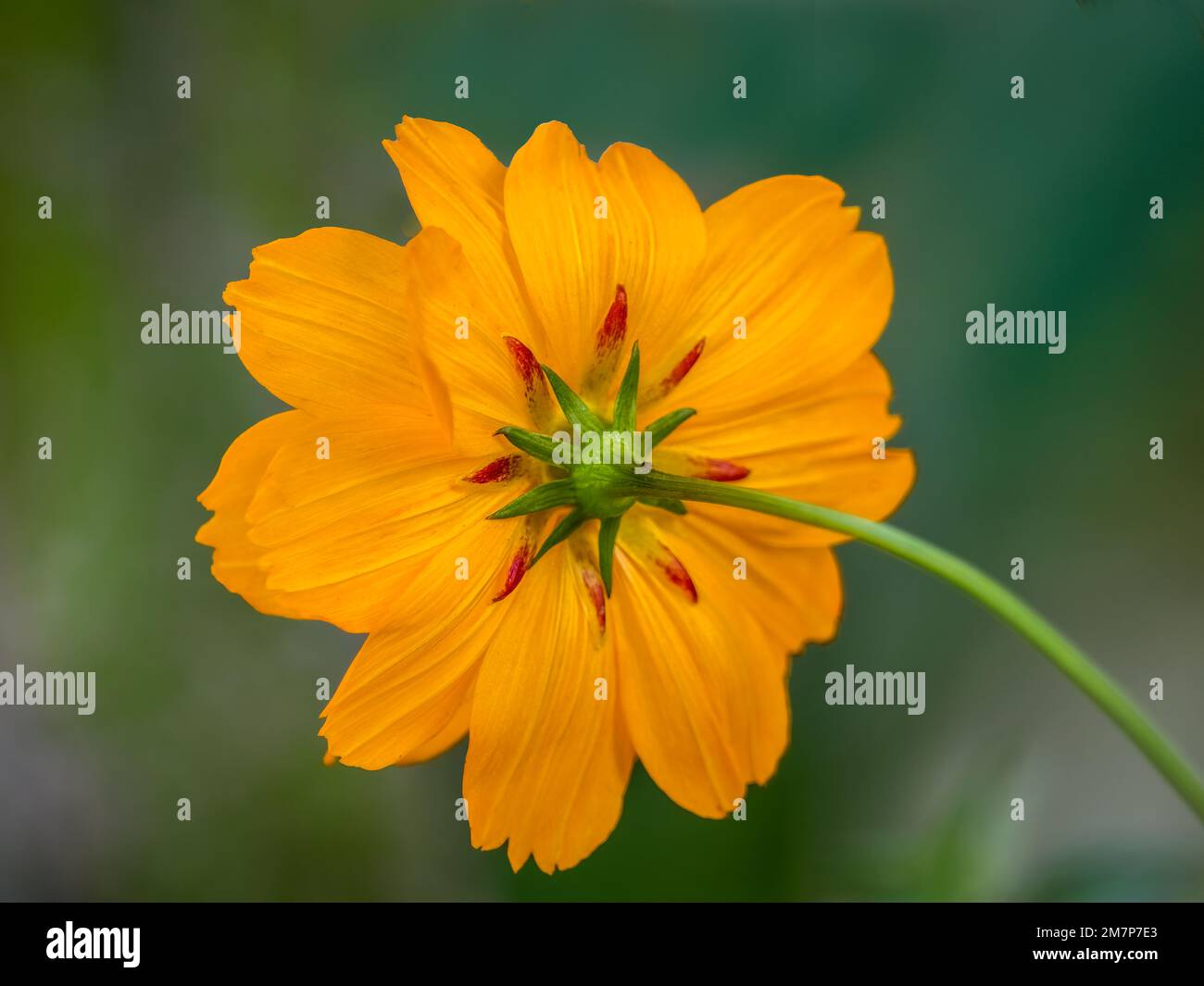 Kleckern Sie von einem orangefarbenen Sulfar Cosmos-Blüte auf einem grünen Hintergrund Stockfoto
