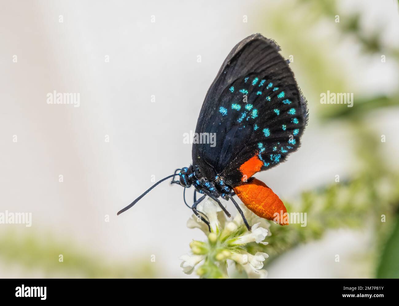 Nahaufnahme eines einzelnen Atala-Schmetterlings, auch bekannt als Coontie-Haarsträhne oder einfach nur atala-Schmetterling mit Flügeln im Butterfly Estate in Ft Myers, FL Stockfoto