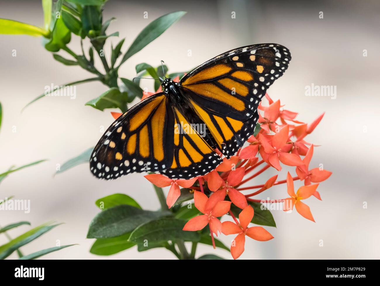 Orange und schwarz Monarch-Schmetterling Danaus Plexippus auf Blüten in den Butterfly Estates in Fort Myers, Florida, USA Stockfoto