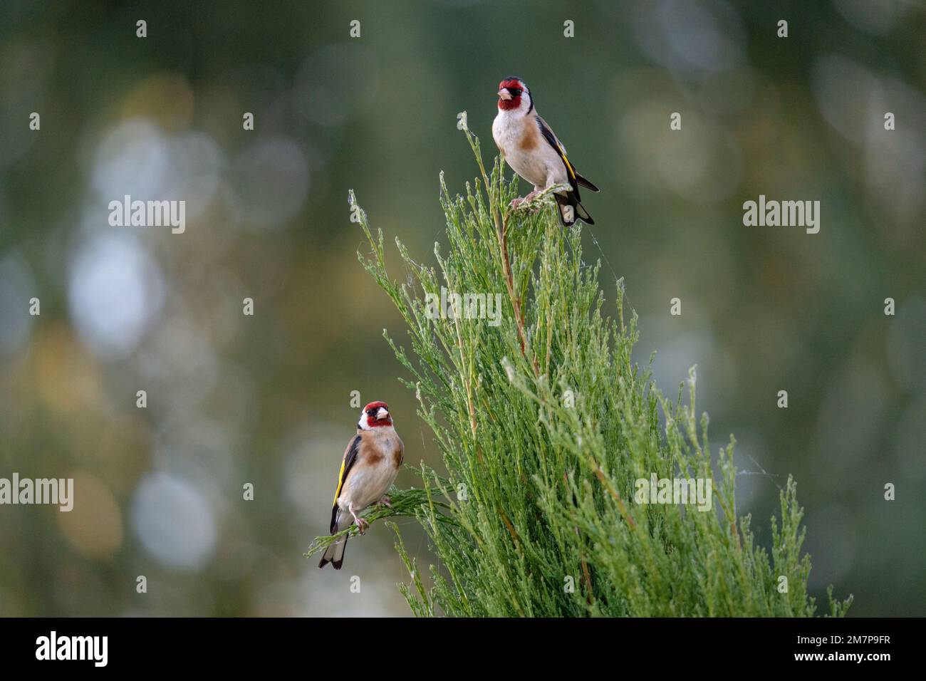 Goldfinch auf einem Baum Stockfoto