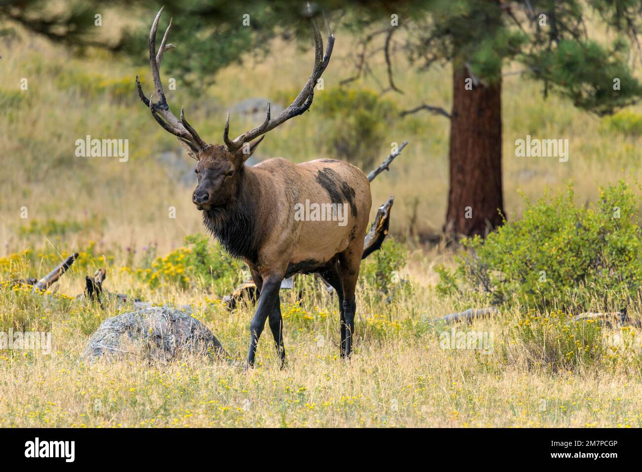 Bull Elk - Ein starker, reifer Bullenwapfel, der an einem späten Sommerabend in einem immergrünen Wald spaziert. Rocky Mountain-Nationalpark, Estes Park, Colorado, USA. Stockfoto