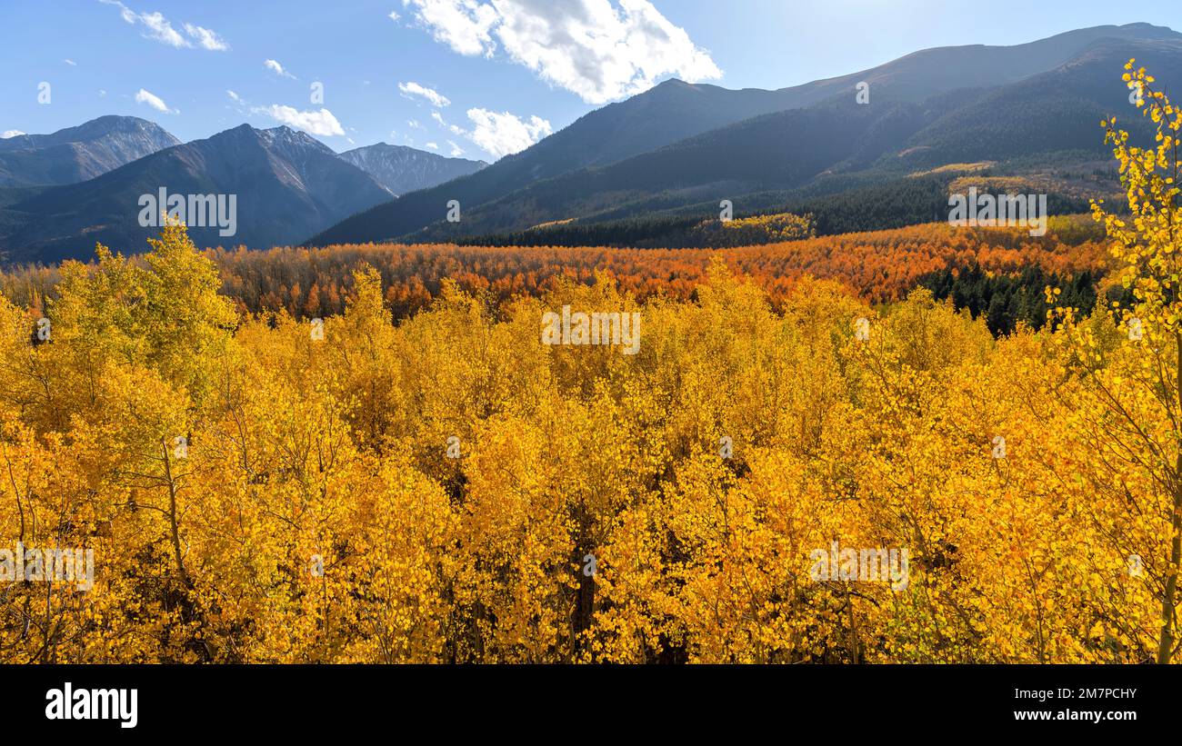 Herbst Sunset Valley - Panoramablick auf den Sonnenuntergang eines dichten goldenen Aspenhains in einem Tal am Fuße der Sawatch Range an einem sonnigen, aber windigen Herbstabend. Stockfoto