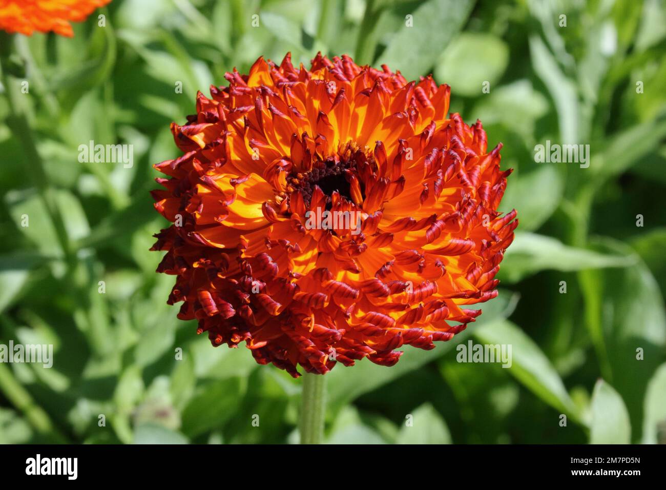 Blüte des Töpfchens Marigold (Calendula officinalis „Neon“) Stockfoto