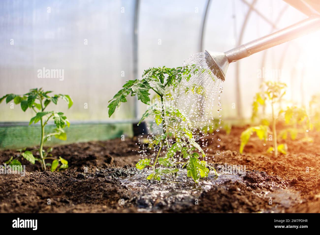 Im Frühling in einem Gewächshaus junge Tomatensprossen gießen. Stockfoto