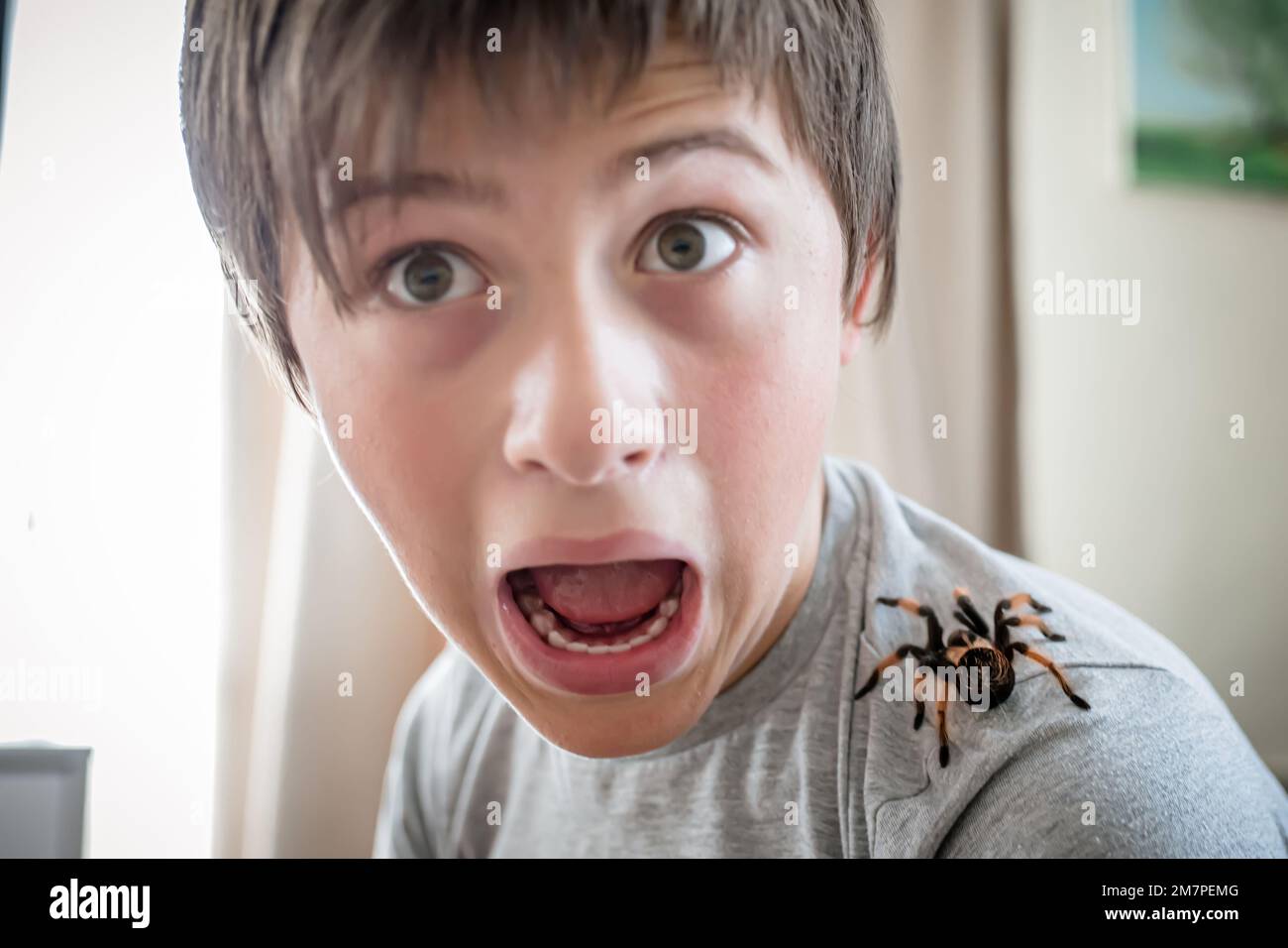 Der Junge schreit vor Entsetzen, wenn er eine riesige Spinne auf der Schulter krabbeln sieht. Mutiger Junge spielt mit der riesigen Spinne Brachypelma albopilosum. Behandlung von Stockfoto