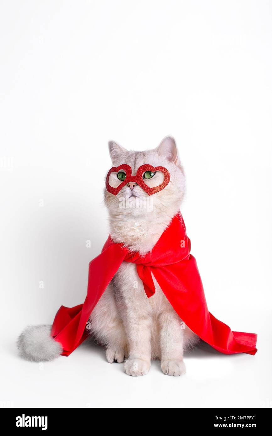 Die niedliche weiße Katze sitzt in einer roten Maske in Form von Herzen und einem roten Umhang. Stockfoto