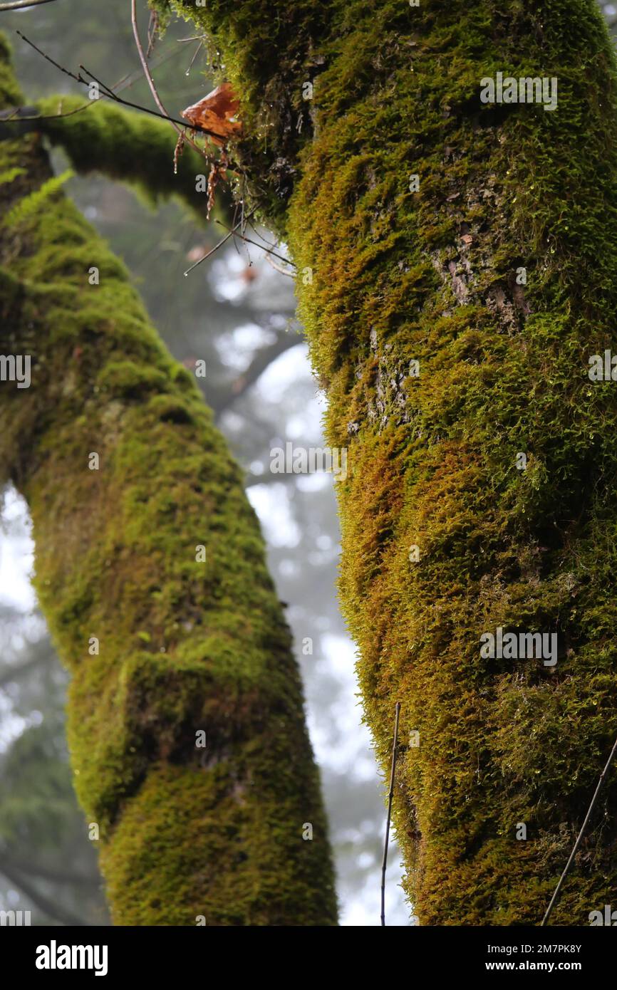 Moos bedeckte Bäume im Golden Ears Provincial Park in Maple Ridge, British Columbia, Kanada Stockfoto
