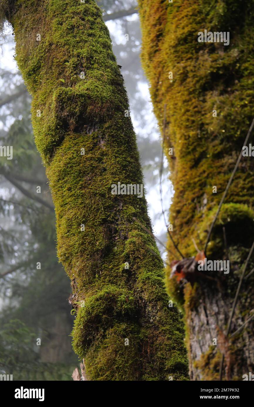 Moos bedeckte Bäume im Golden Ears Provincial Park in Maple Ridge, British Columbia, Kanada Stockfoto