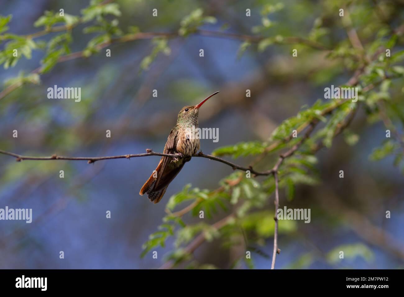 Buff-Bauch-Kolibri posiert für mich in einem Baum im Süden von Texas. Dieser kleine Kolibri wird selten gesehen, da er schüchtern und schwer zu erkennen ist. Stockfoto