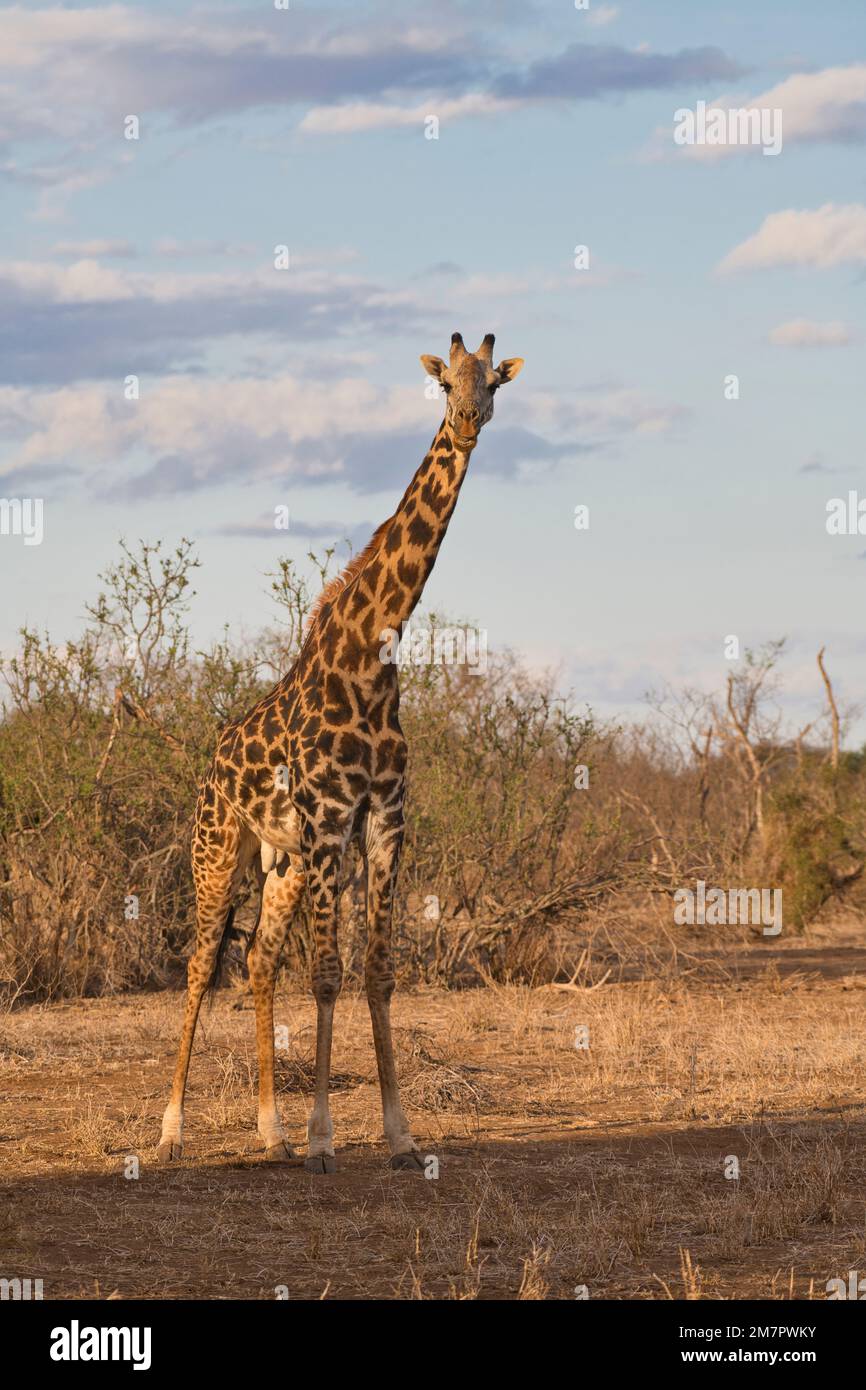 Männliche Masai-Giraffe (Giraffa camelopardalis), Erwachsene Stockfoto