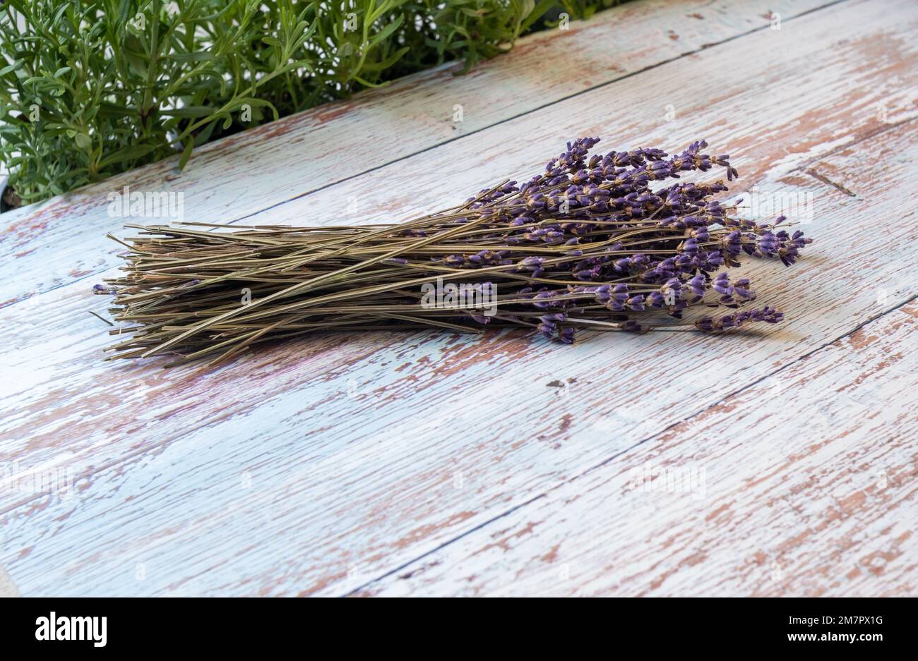 Ein Haufen Lavendel, isoliert auf einem Holztisch Stockfoto