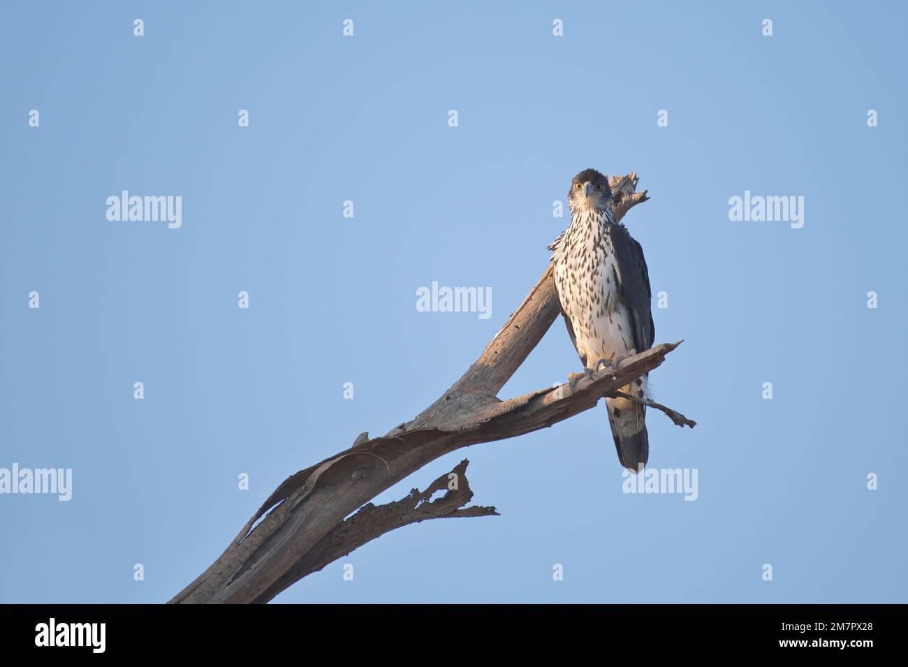 Afrikanischer Falke-Adler (Hieraetus spilogaster) hoch oben auf einem toten Baum im Samburu National Reserve, Kenia Stockfoto