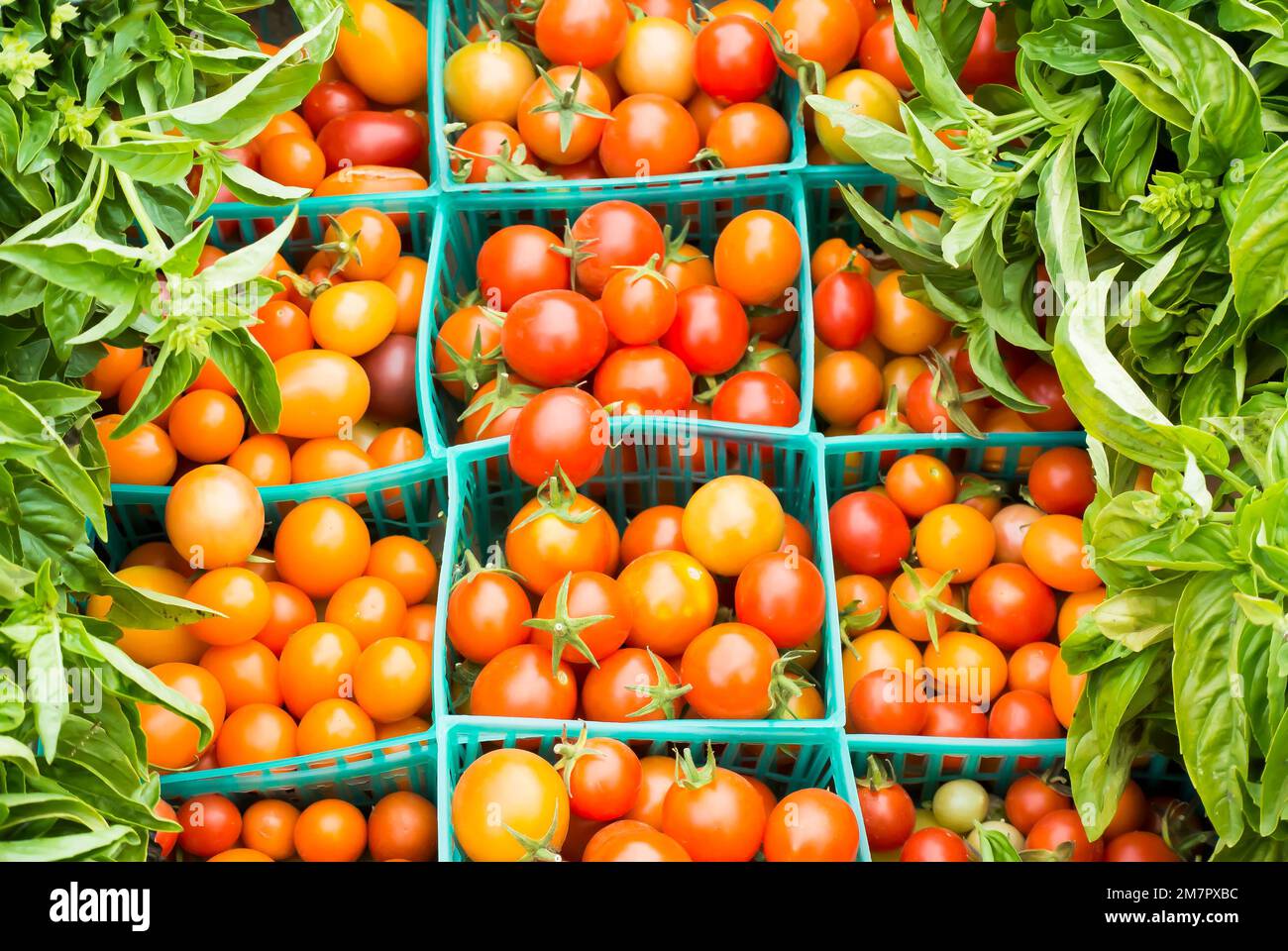 Kirschtomaten umgeben von frischem Basilikum Stockfoto