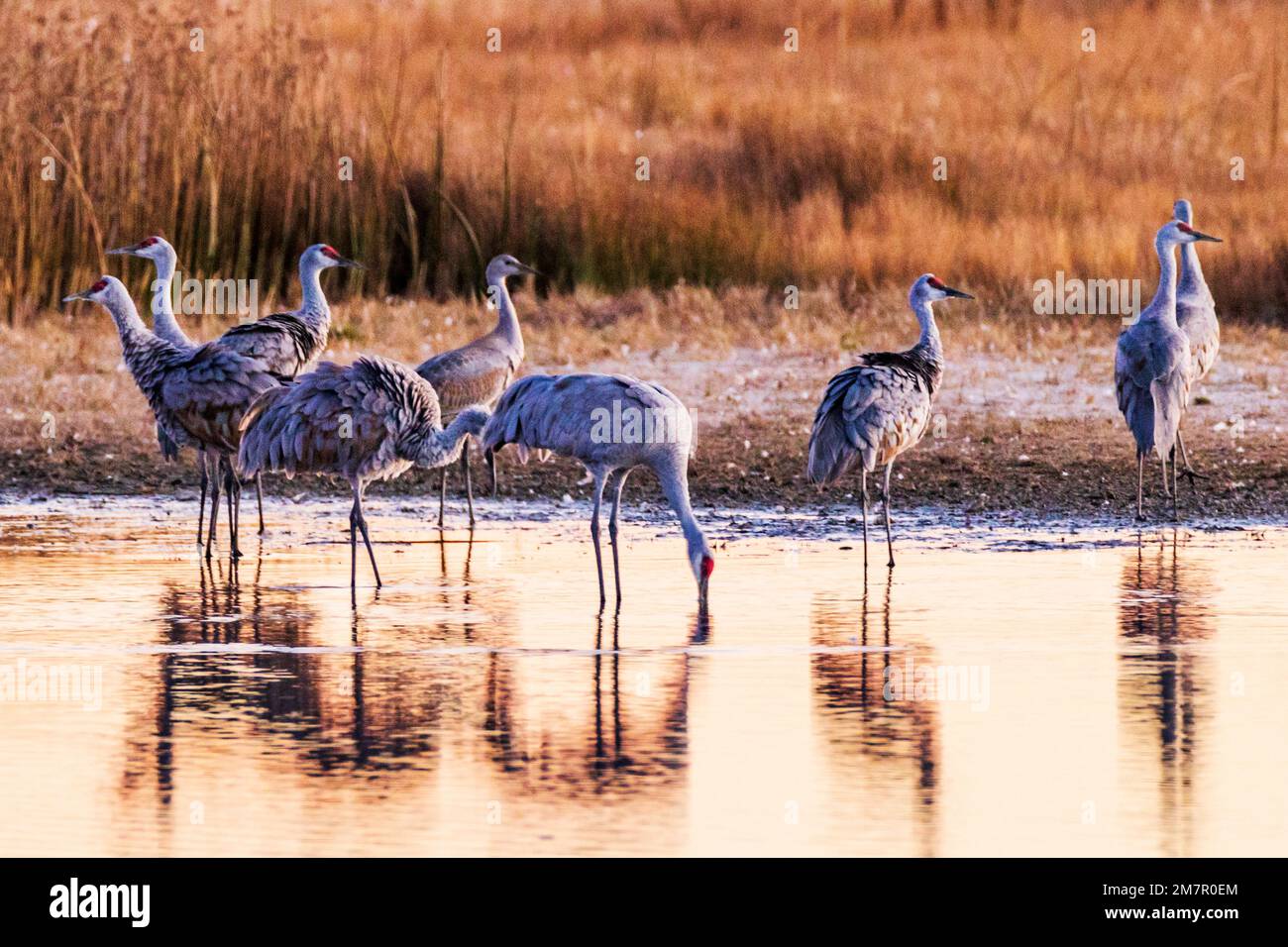 Sandhill Cranes bei Sonnenuntergang; Monte Vista National Wildlife Refuge; San Luis Valley; Colorado; USA Stockfoto
