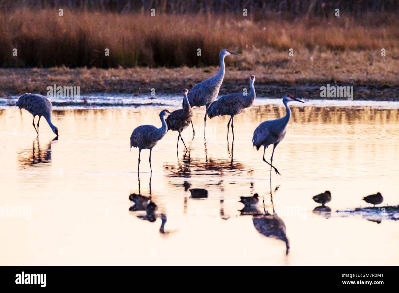 Sandhill Cranes bei Sonnenuntergang; Monte Vista National Wildlife Refuge; San Luis Valley; Colorado; USA Stockfoto