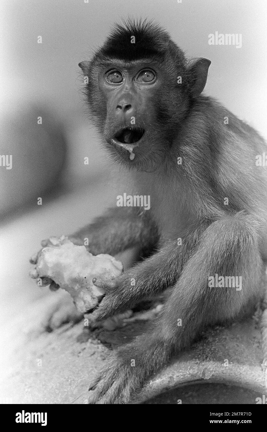 DN-SN-85-11333. Land: Borneo Stockfoto