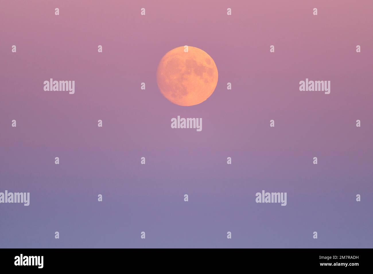 Vollmond, August, Sommer, Dämmerung, Hohneck, La Bresse, Vogesen, Elsass-Lothringen, Frankreich Stockfoto