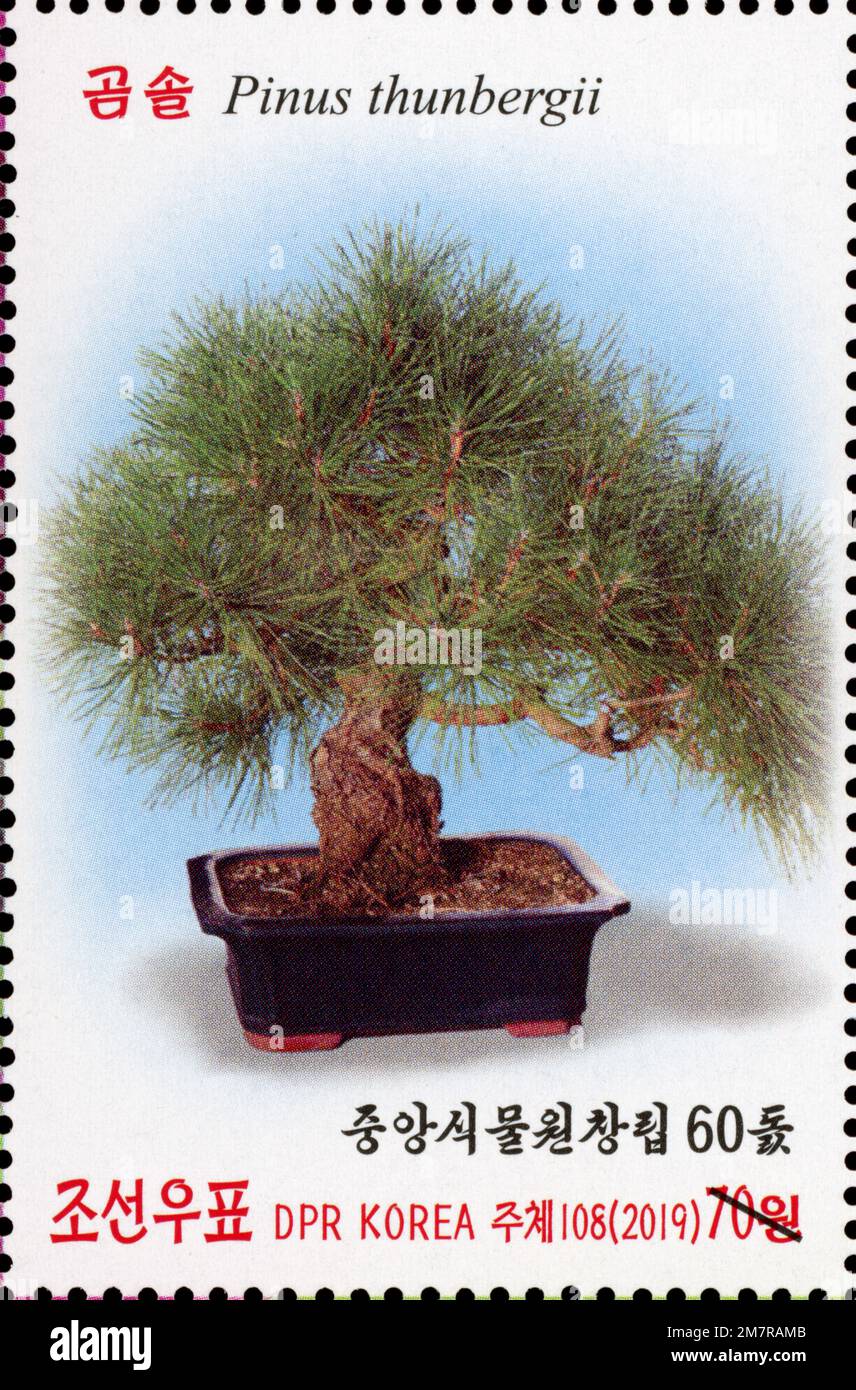 2019 nordkorea Stempelsatz. Der 60. Jahrestag der zentralen botanischen Gärten - Bonsai-Baum, Pinus thunbergii Stockfoto