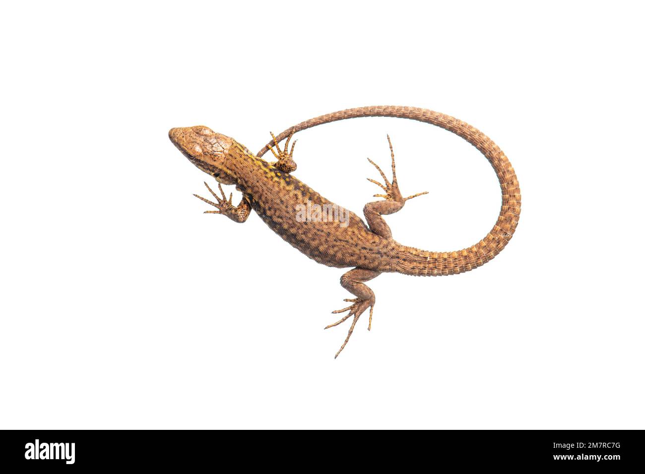 Sandechse (Lacerta agilis), gekürzt, weißer Hintergrund Stockfoto