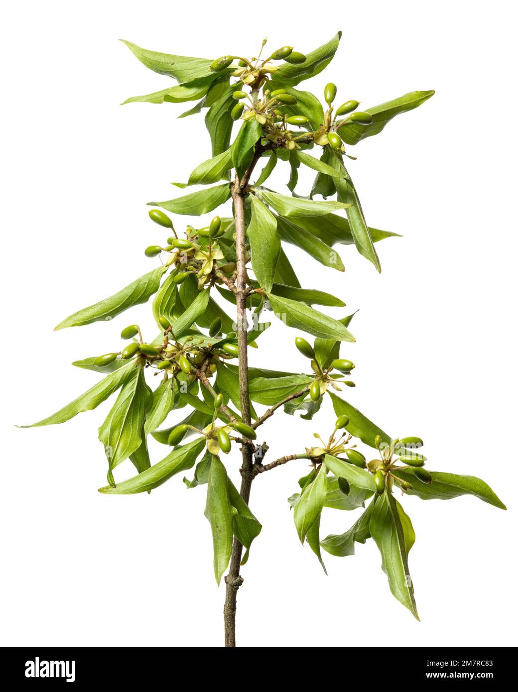 Maiskirsche (Cornus Mas), Sträucher, holzige Pflanze, isoliert, weißer Hintergrund Stockfoto