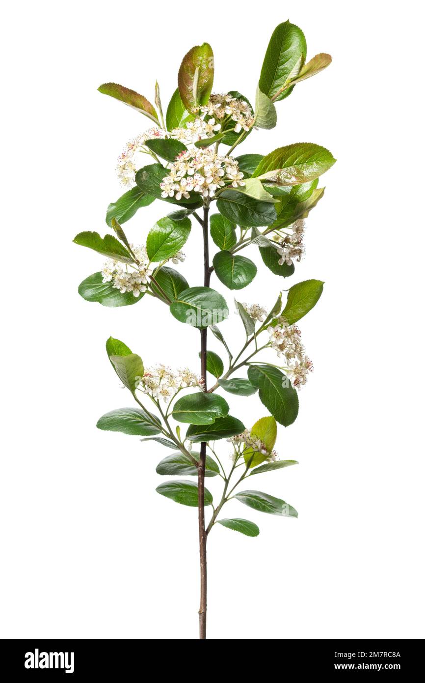 Kakaobeere (Aronia prunifolia Viking) (), isoliert, holzige Pflanze, Sträucher, weißer Hintergrund Stockfoto
