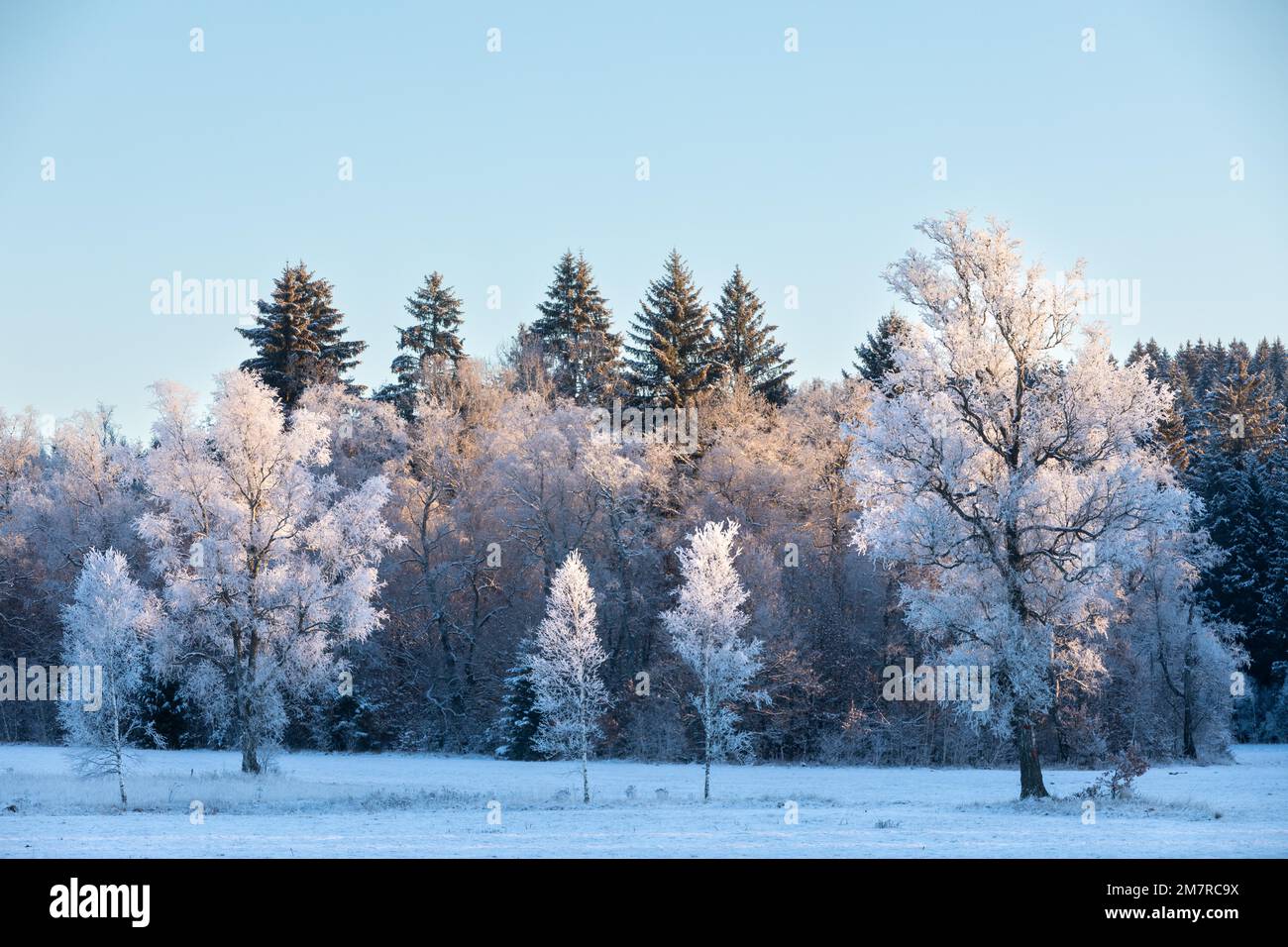 Bäume mit Frostmantel, Schnee, Frost, Winter, Wald, Irndorfer Hardt, Irndorf, Baden-Württemberg, Naturpark Obere Donau, Deutschland Stockfoto