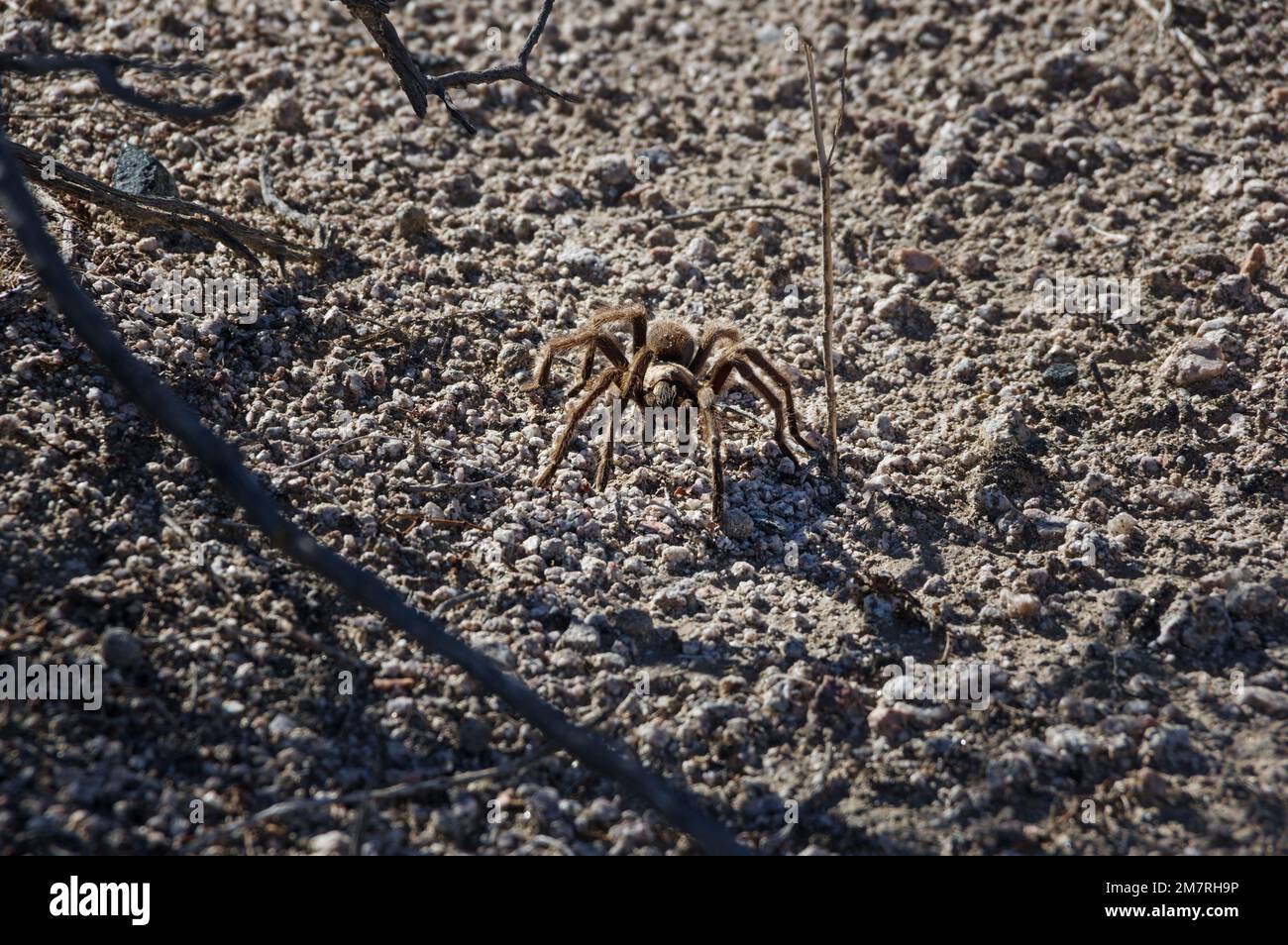 In der Mojave-Wüste krabbelt eine Tarantel-Spinne in Richtung des Zuschauers mit Kopierraum Stockfoto