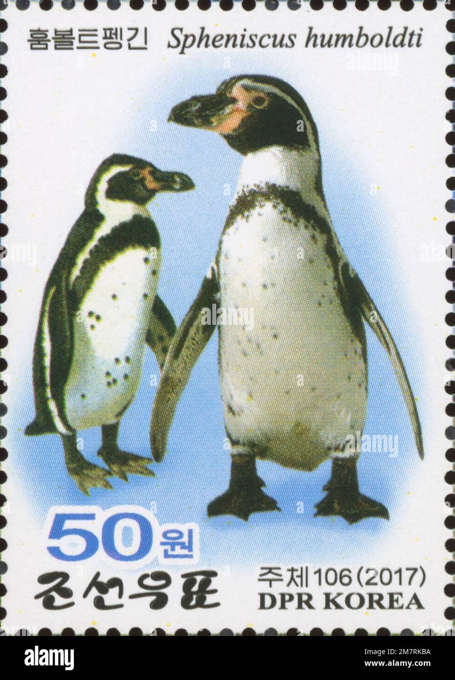 2017 nordkoreanische Briefmarke mit Humboldpinguinen (Spheniscus humboldti) aus der Sammlung des Zentralen Zoos von Pyongyang. Stockfoto