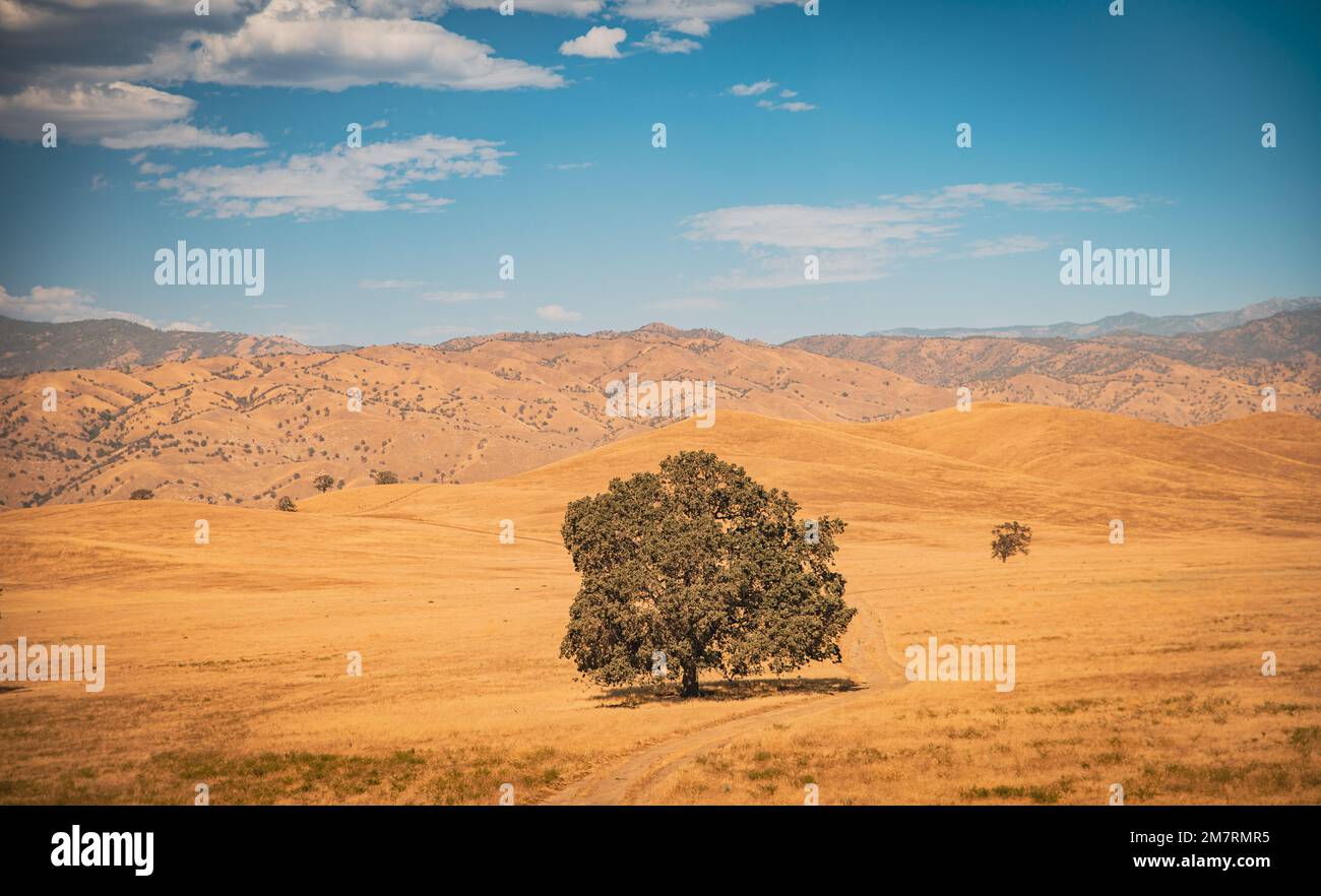Einsamer Baum inmitten eines riesigen kalifornischen Feldes Stockfoto
