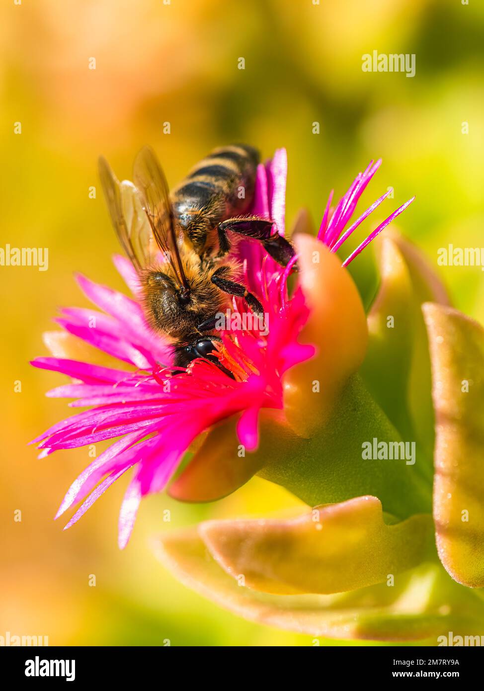 European Honey Bee oder Western Honey Bee, APIs mellifera, Europa Stockfoto