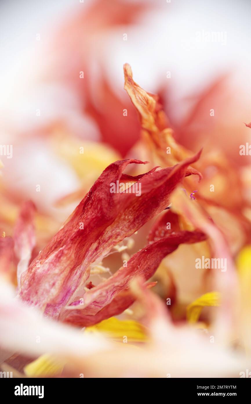 Trockene rote und gelbe Blumen. Stockfoto