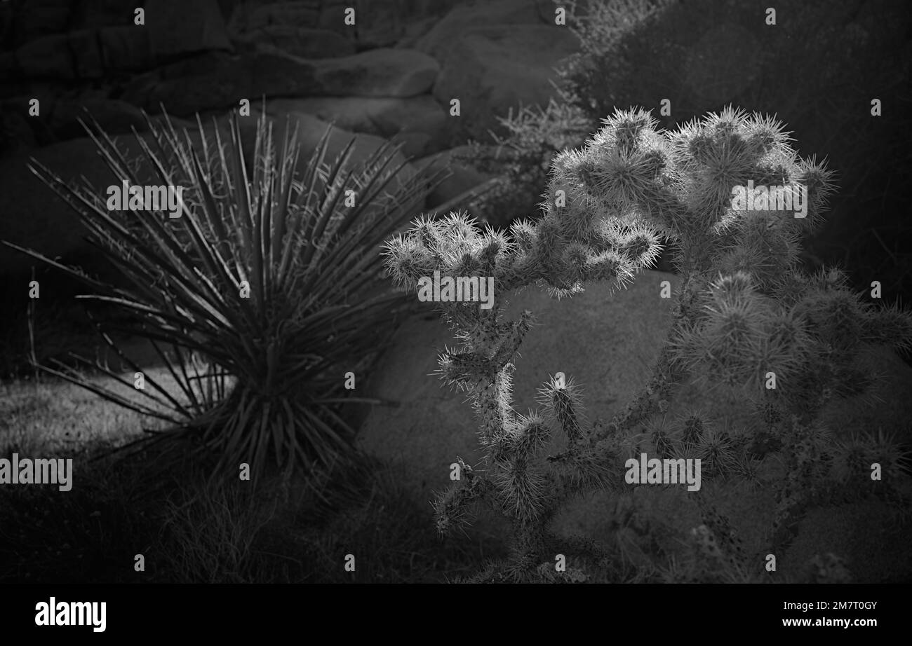 Cholla cactus Stockfoto