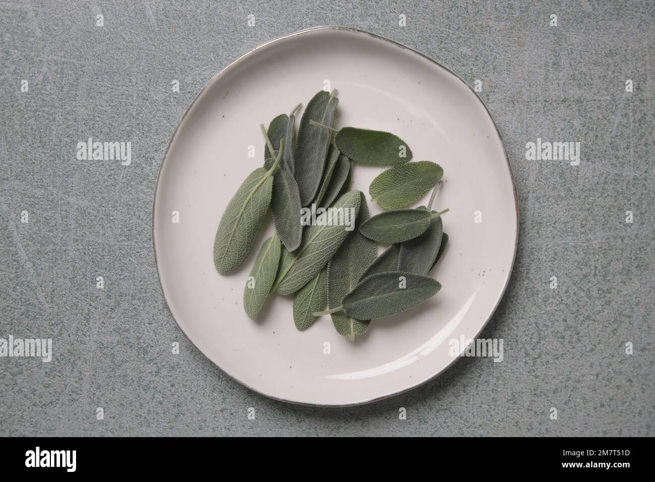 Frisch geerntete Salbei-Blätter auf weißem Porzellanteller. Stockfoto