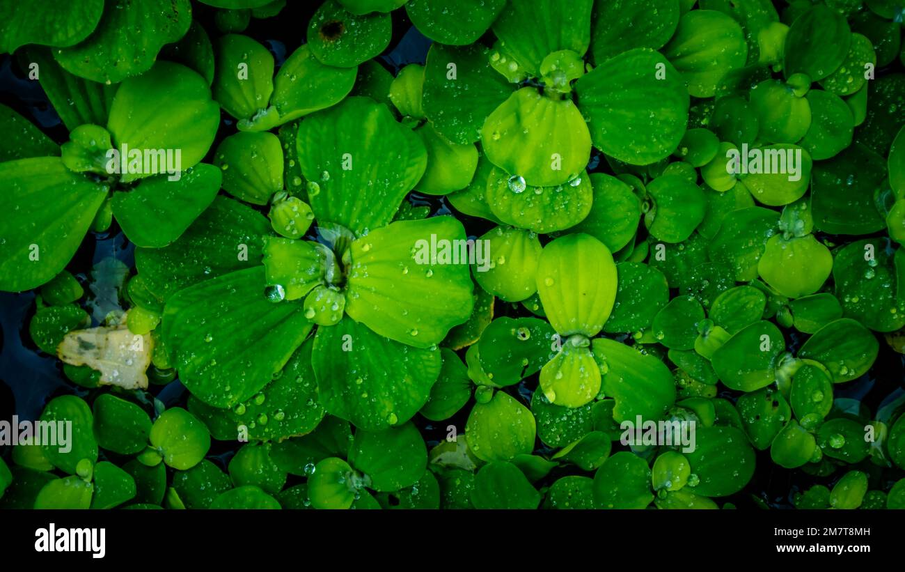 Pistia Stratiotes, die auf dem Wasser schwimmen Stockfoto