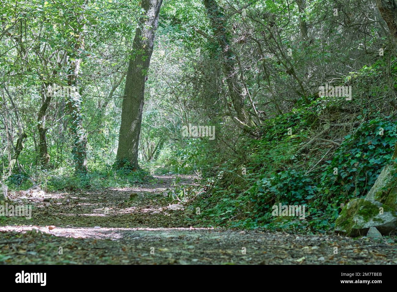 Üppiger Wald mit grünen Blättern auf den Bäumen, braunen auf dem Boden und Büschen an den Seiten Stockfoto