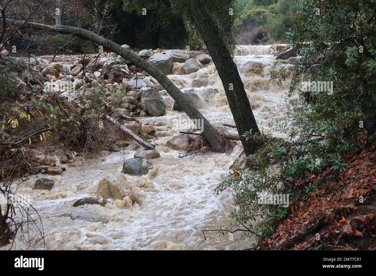 Santa Barbara, Kalifornien, USA 10. Januar 2023. Bäume, Felsen und rauschendes Wasser: Das normalerweise trockene Flussbett ist am 10. Januar 2023 zu einem tosenden Bach geworden, nachdem der Los Padres National Forest in Santa Barbara von der Rancho Oso Horse Ranch und dem Campingplatz überflutet wurde. Die Gegend ist den Chumash-Indianern heilig, die das Gebiet für ihre Grabstätten und Zeremonien nutzen. Filmstars wie Charlie Chaplin besuchten die Ranch zu Beginn des letzten Jahrhunderts. (Kreditbild: © Amy Katz/ZUMA Press Wire) NUR REDAKTIONELLE VERWENDUNG! Nicht für den kommerziellen GEBRAUCH! Stockfoto