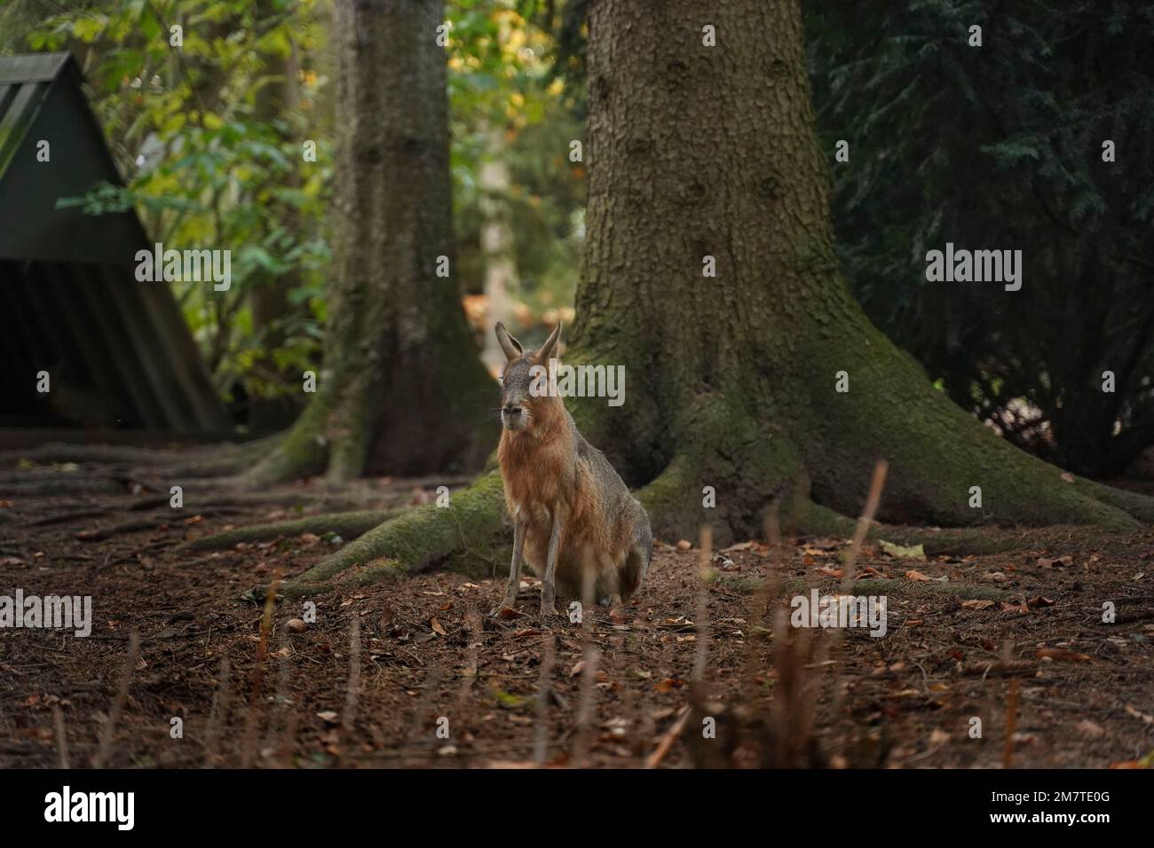 Große braune Wasserpfeife befindet sich im Wald vor einem riesigen, mit Moos bedeckten Baum, hinter einem dichten Wald und hohen Bäumen Stockfoto